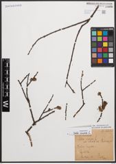 Foto von Salix cinerea L.